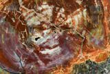 Petrified Wood (Araucarioxylon) Slab - Arizona #111111-1